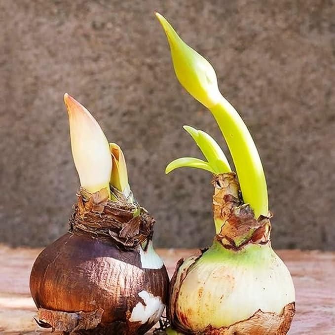 Amaryllis Pink White Bulbs